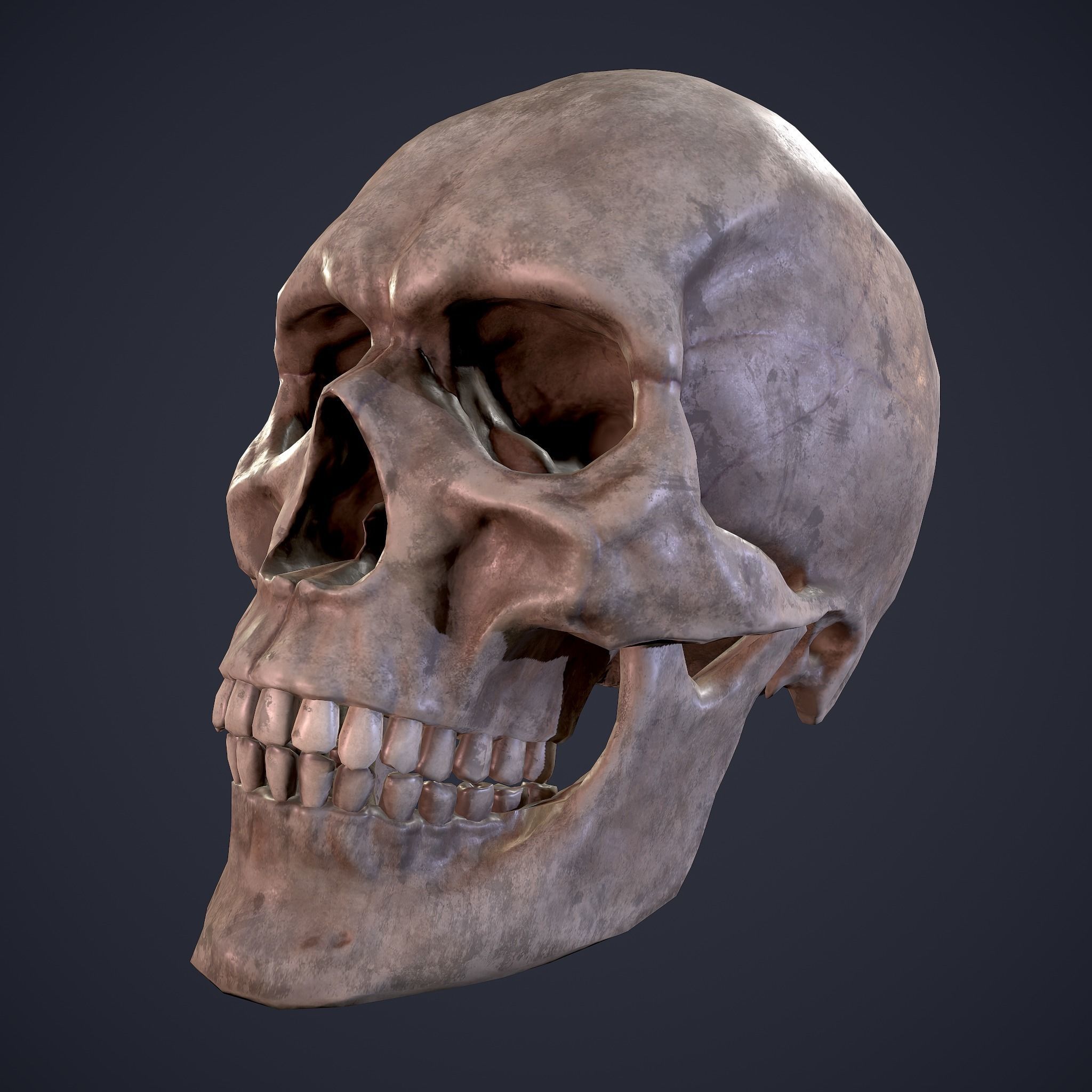 Skull human Free low-poly 3D model_31