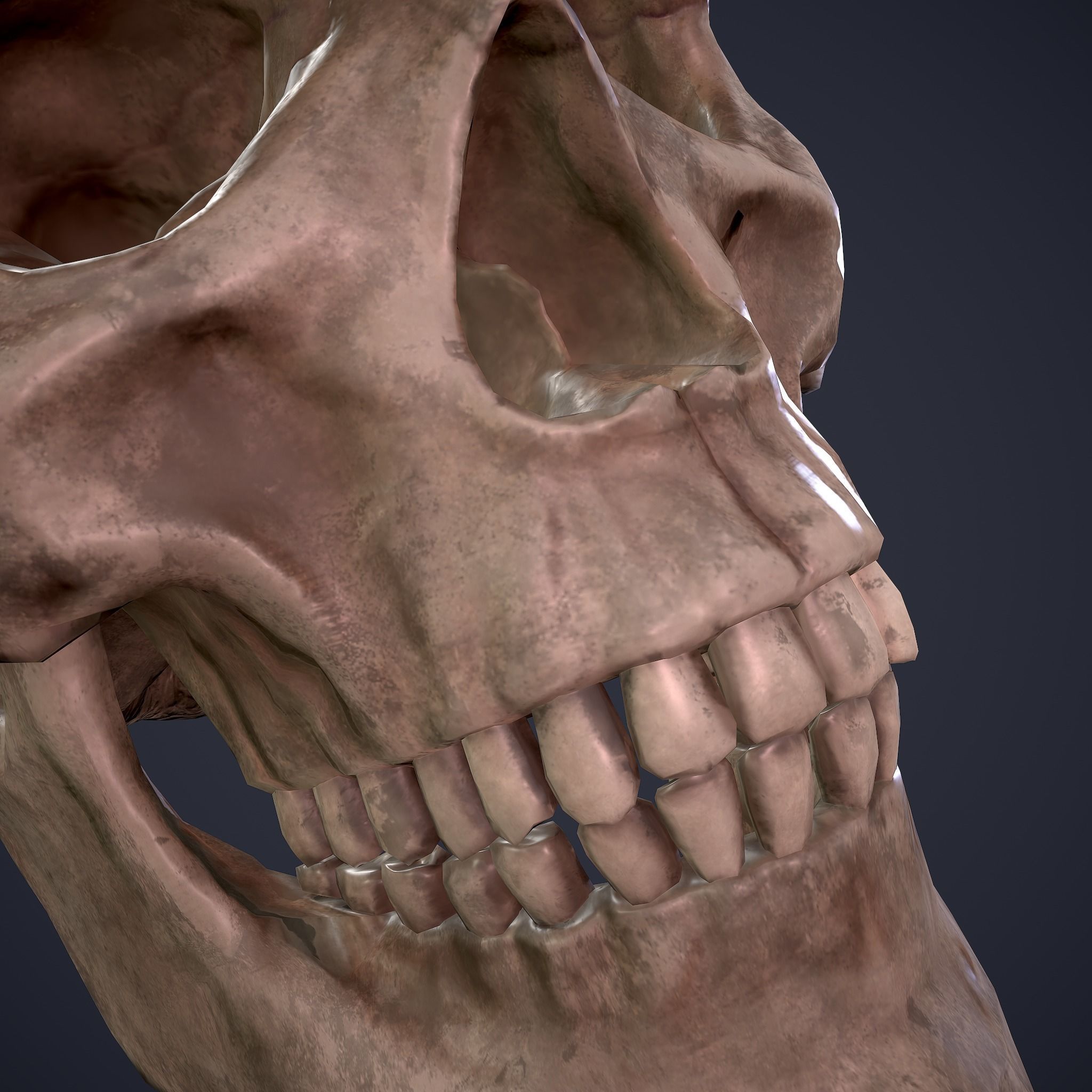 Skull human Free low-poly 3D model_29