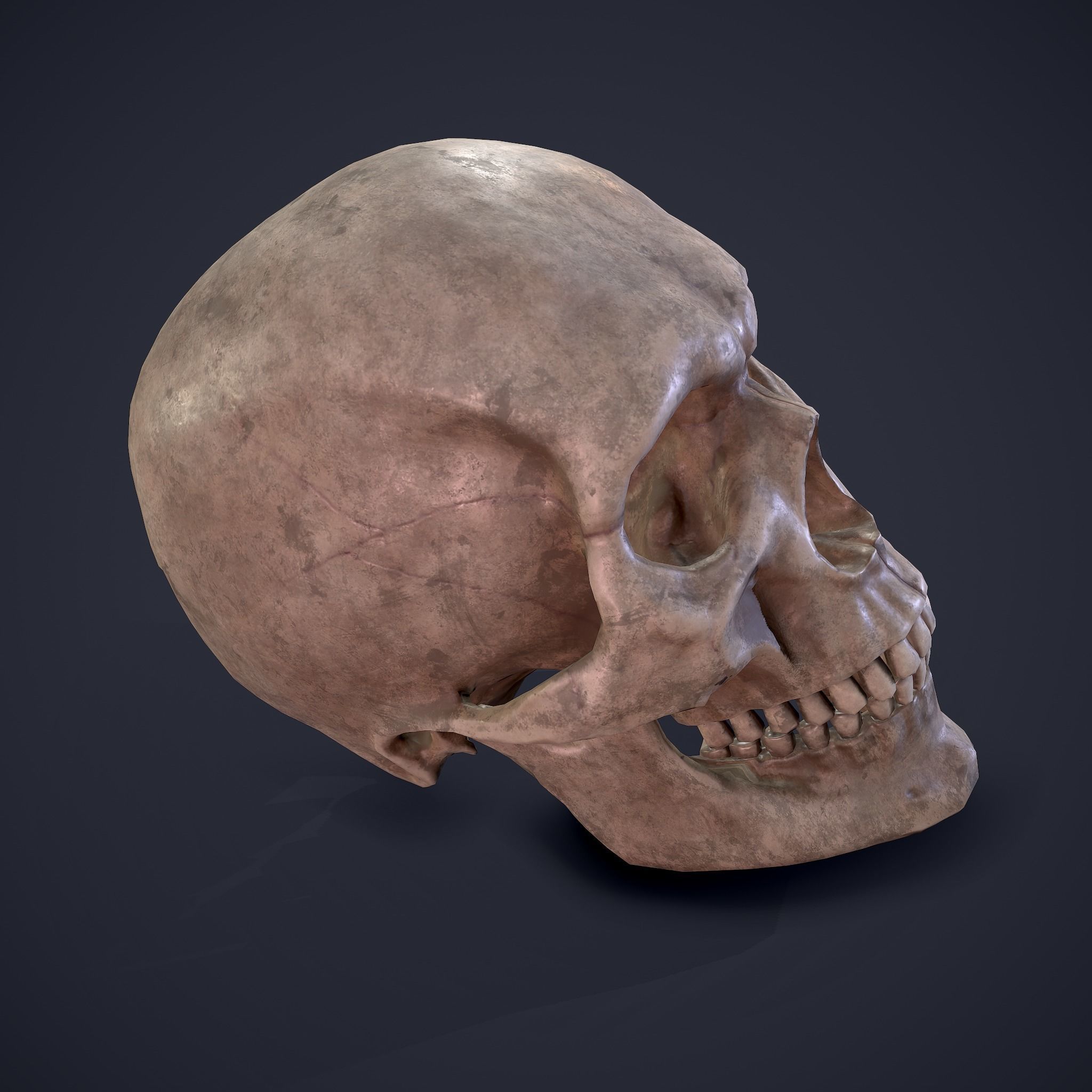 Skull human Free low-poly 3D model_14