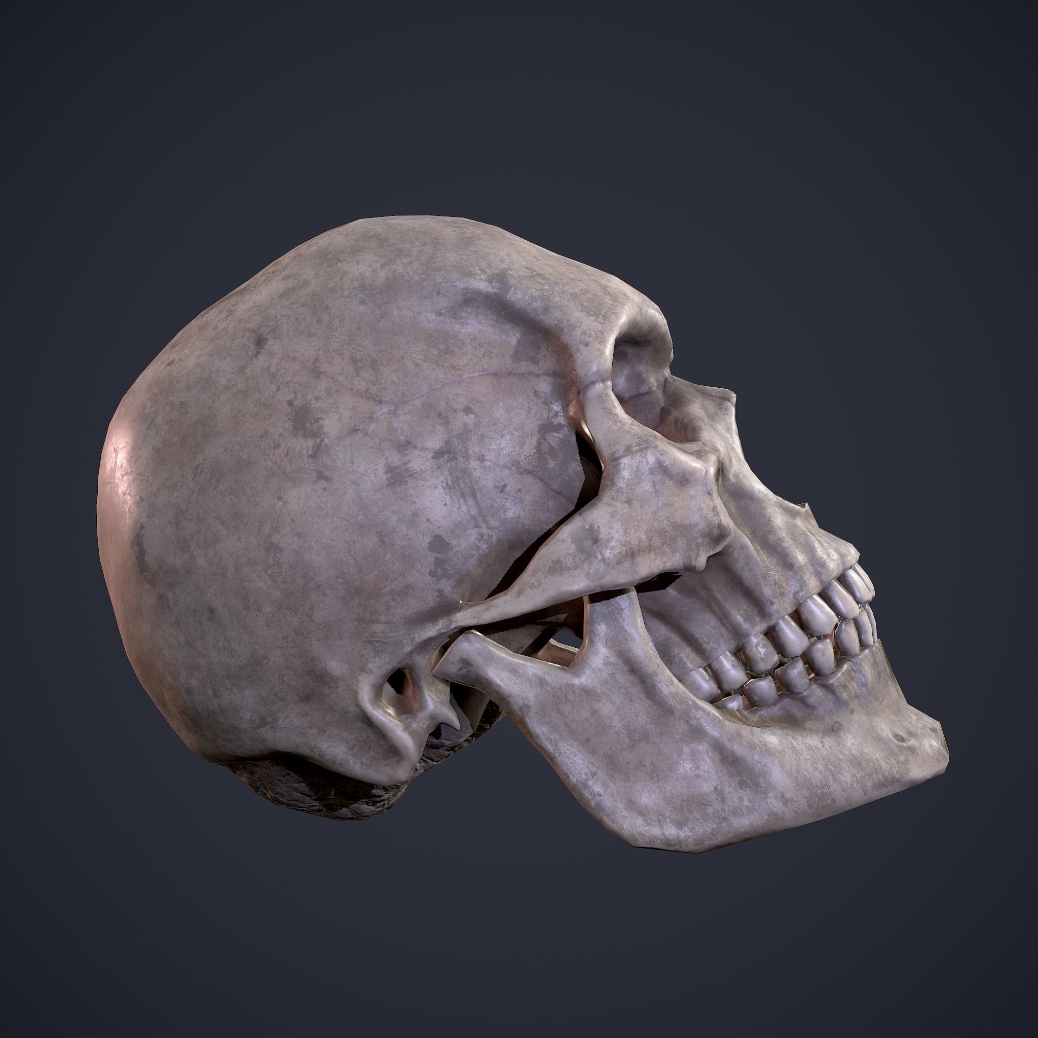 Skull human Free low-poly 3D model_25