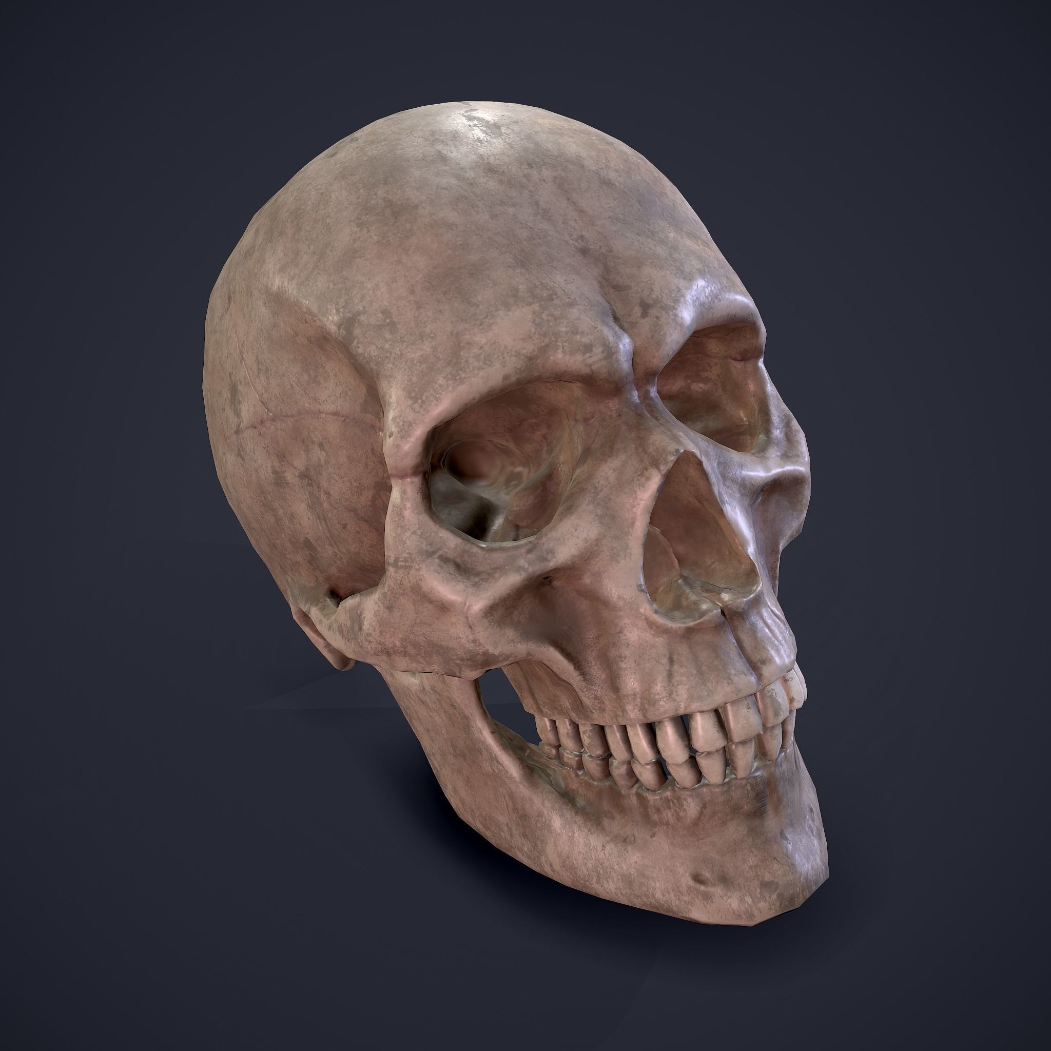 Skull human Free low-poly 3D model_13