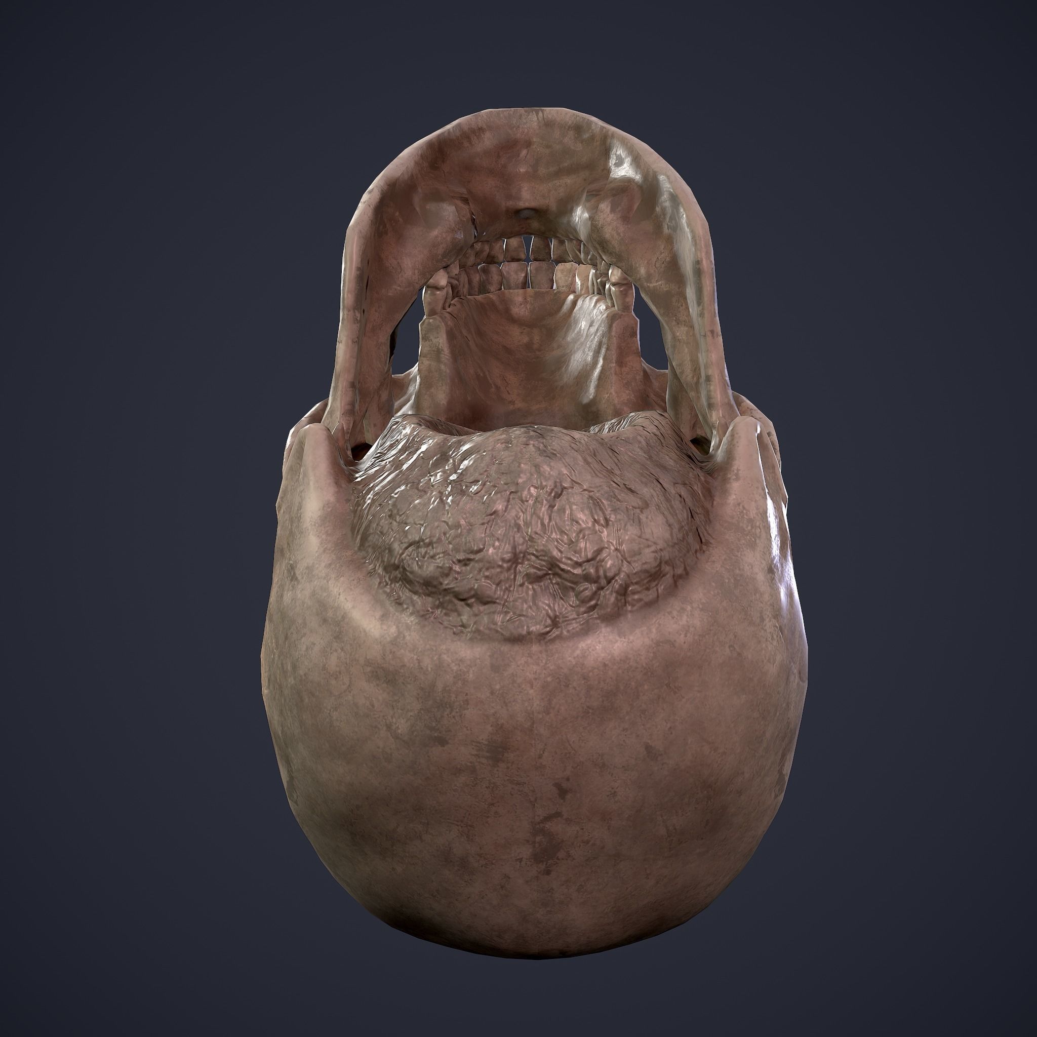 Skull human Free low-poly 3D model_27