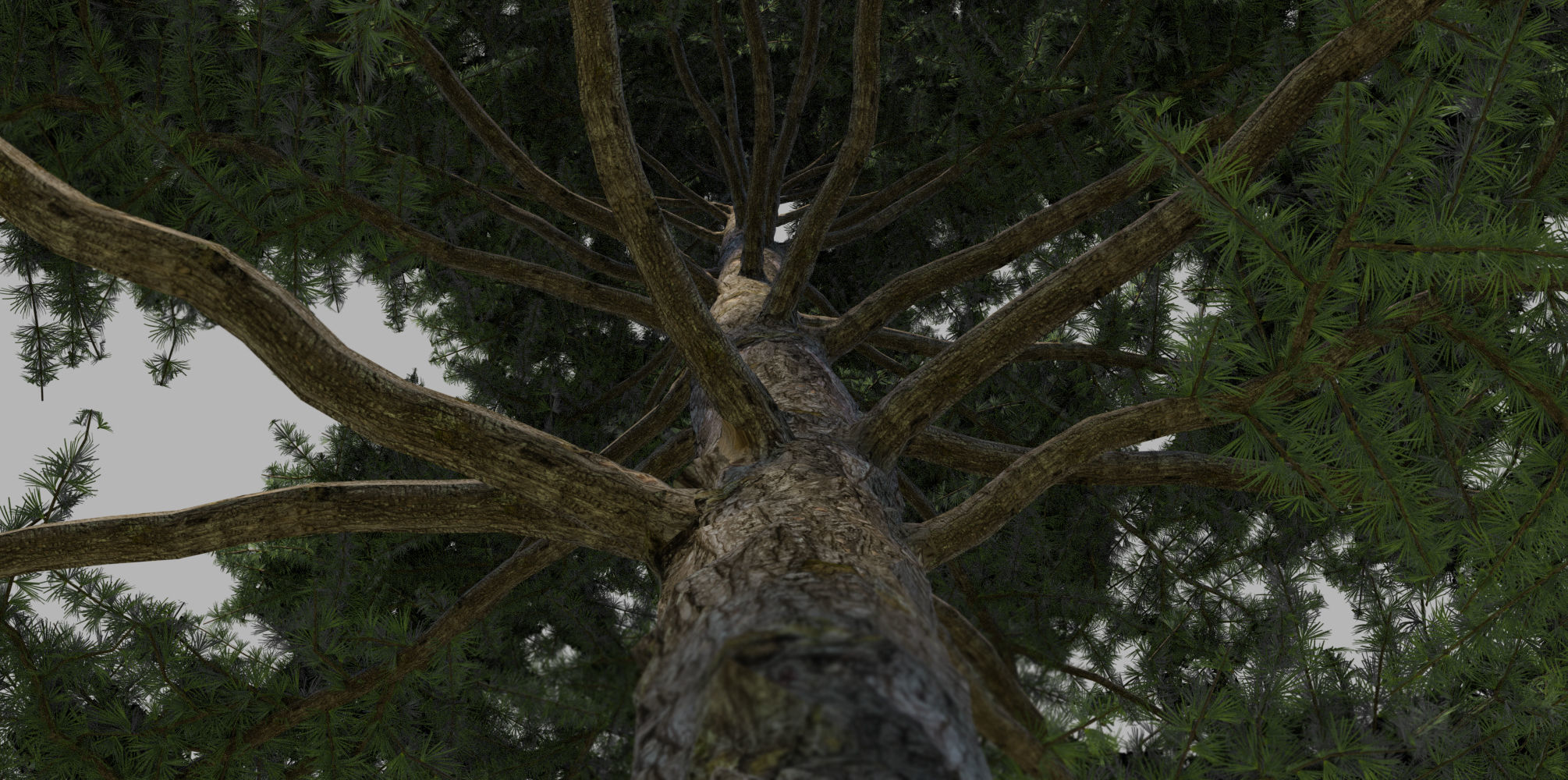 15 Conifer Trees 3D model_11