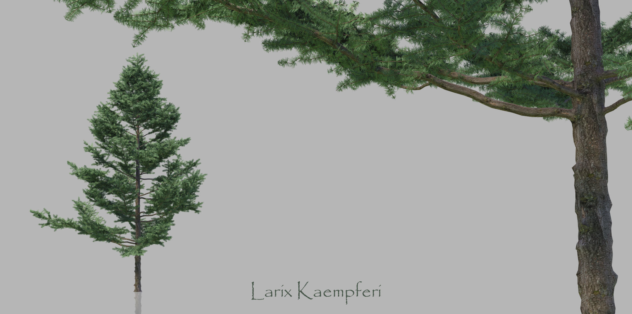 15 Conifer Trees 3D model_4