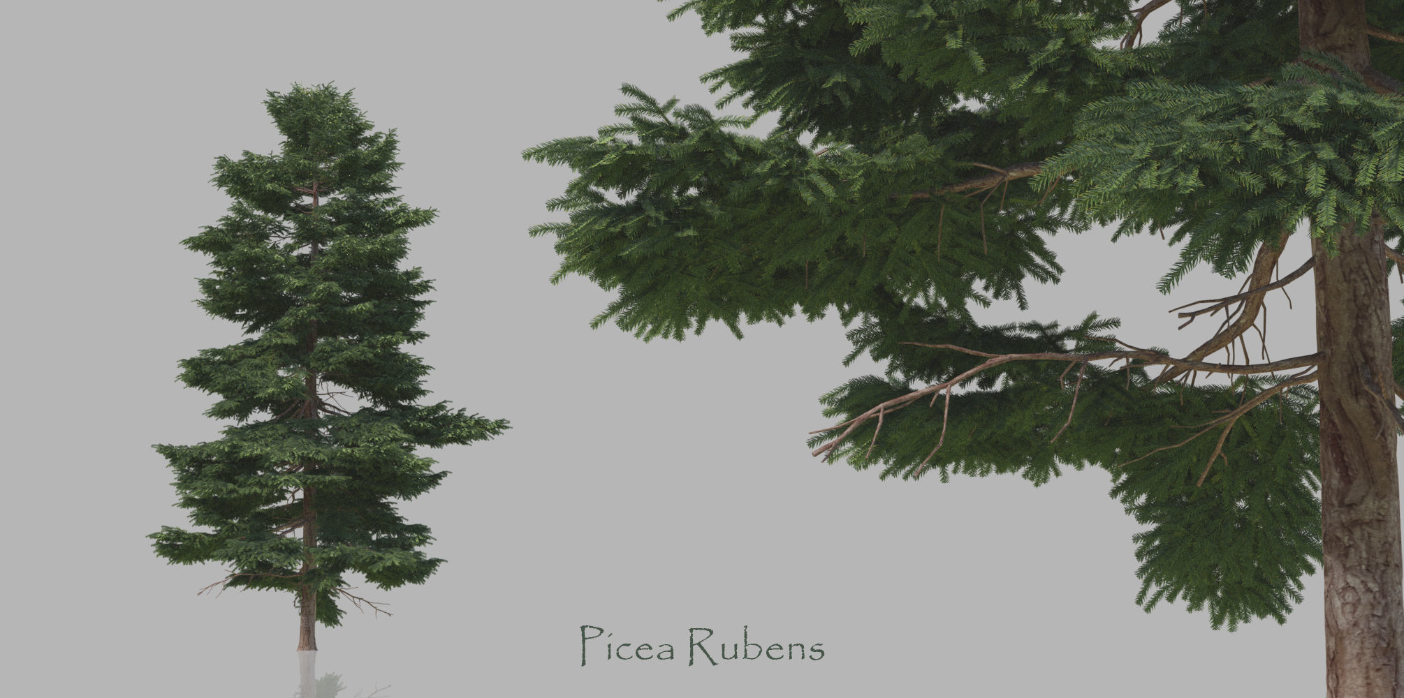 15 Conifer Trees 3D model_6