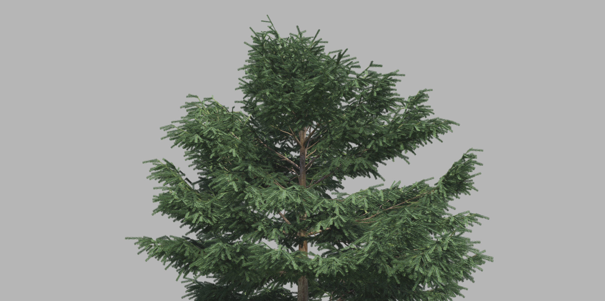 15 Conifer Trees 3D model_10