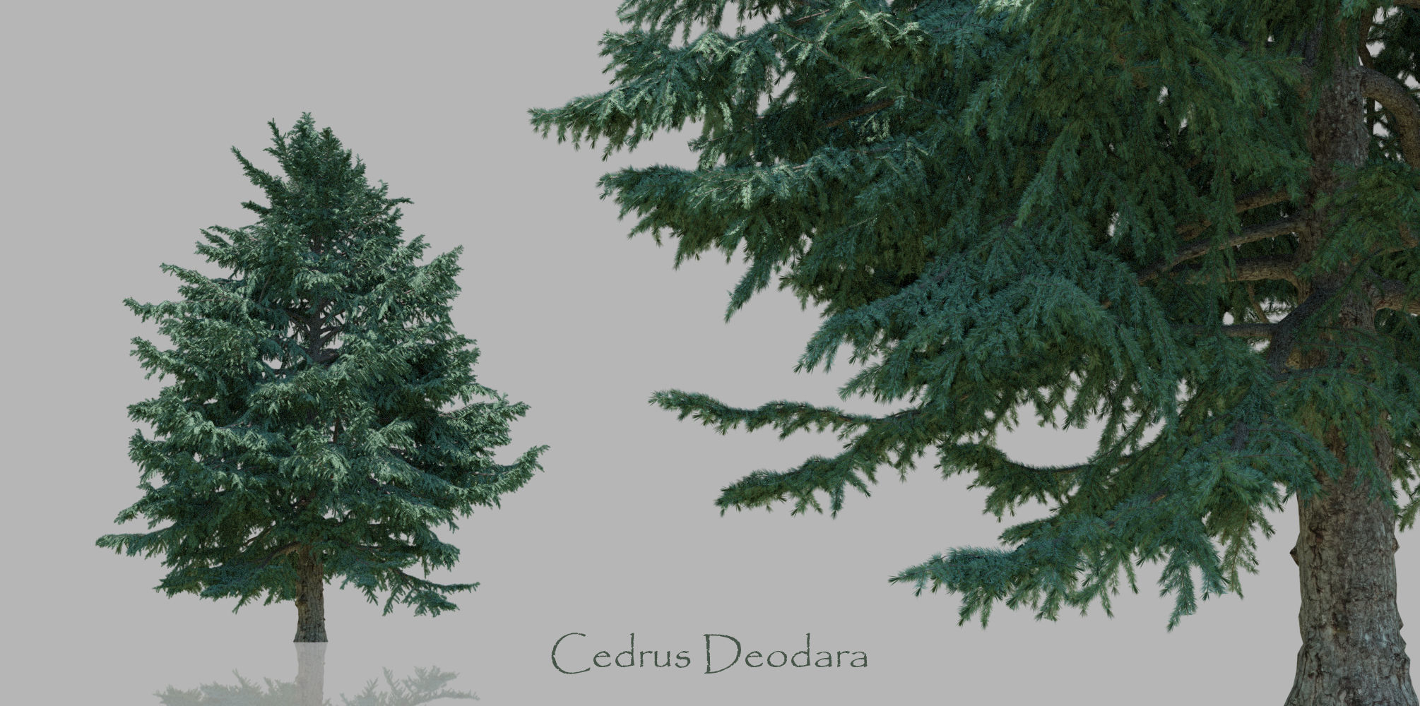 15 Conifer Trees 3D model_2