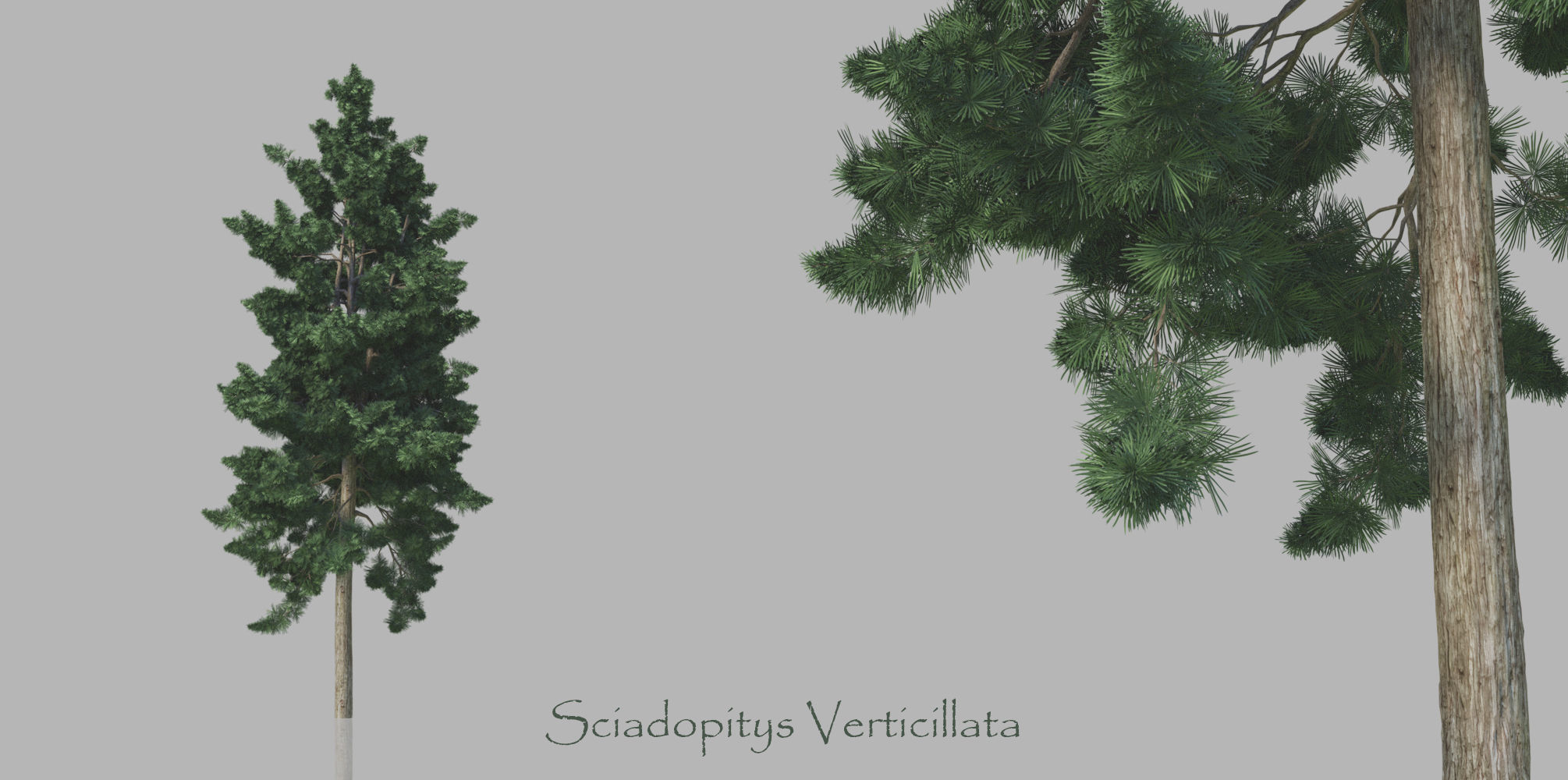 15 Conifer Trees 3D model_8