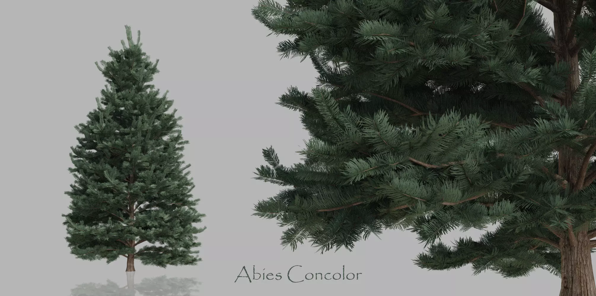 15 Conifer Trees 3D model_0
