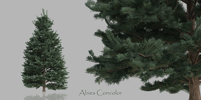 15 Conifer Trees 3D model