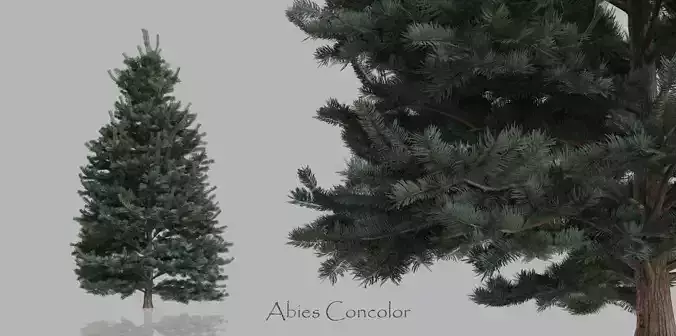 15 Conifer Trees 3D model