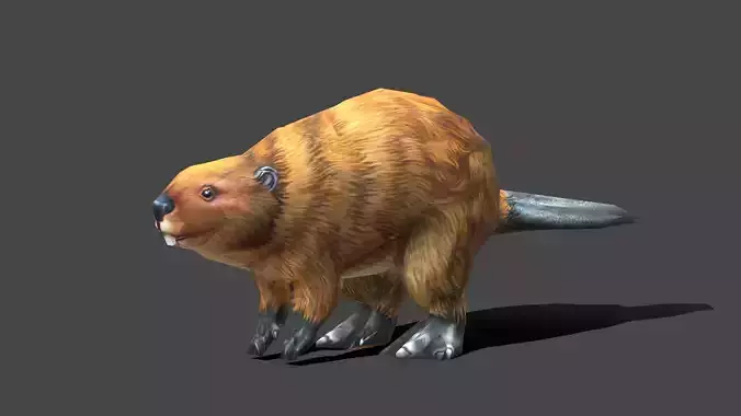 Beaver - Low poly Animal