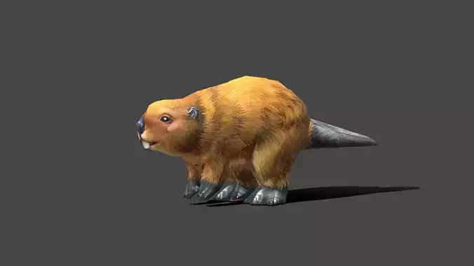 Beaver Baby - Low poly Animal
