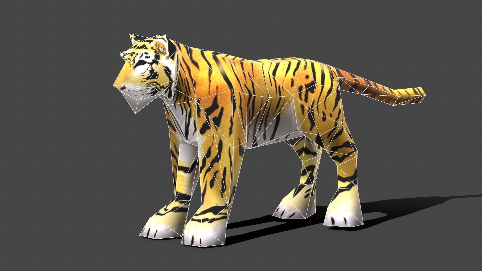 Tiger - Low poly Animal Low-poly 3D model_8