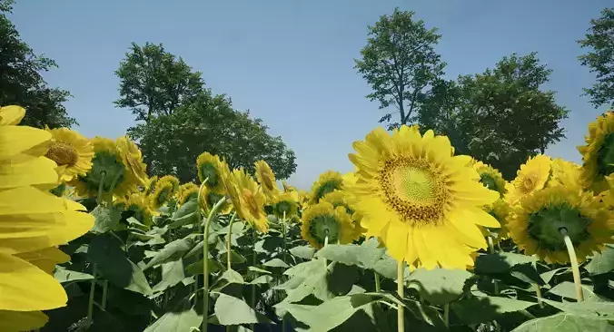 Sunflowers three Low-poly 3D model