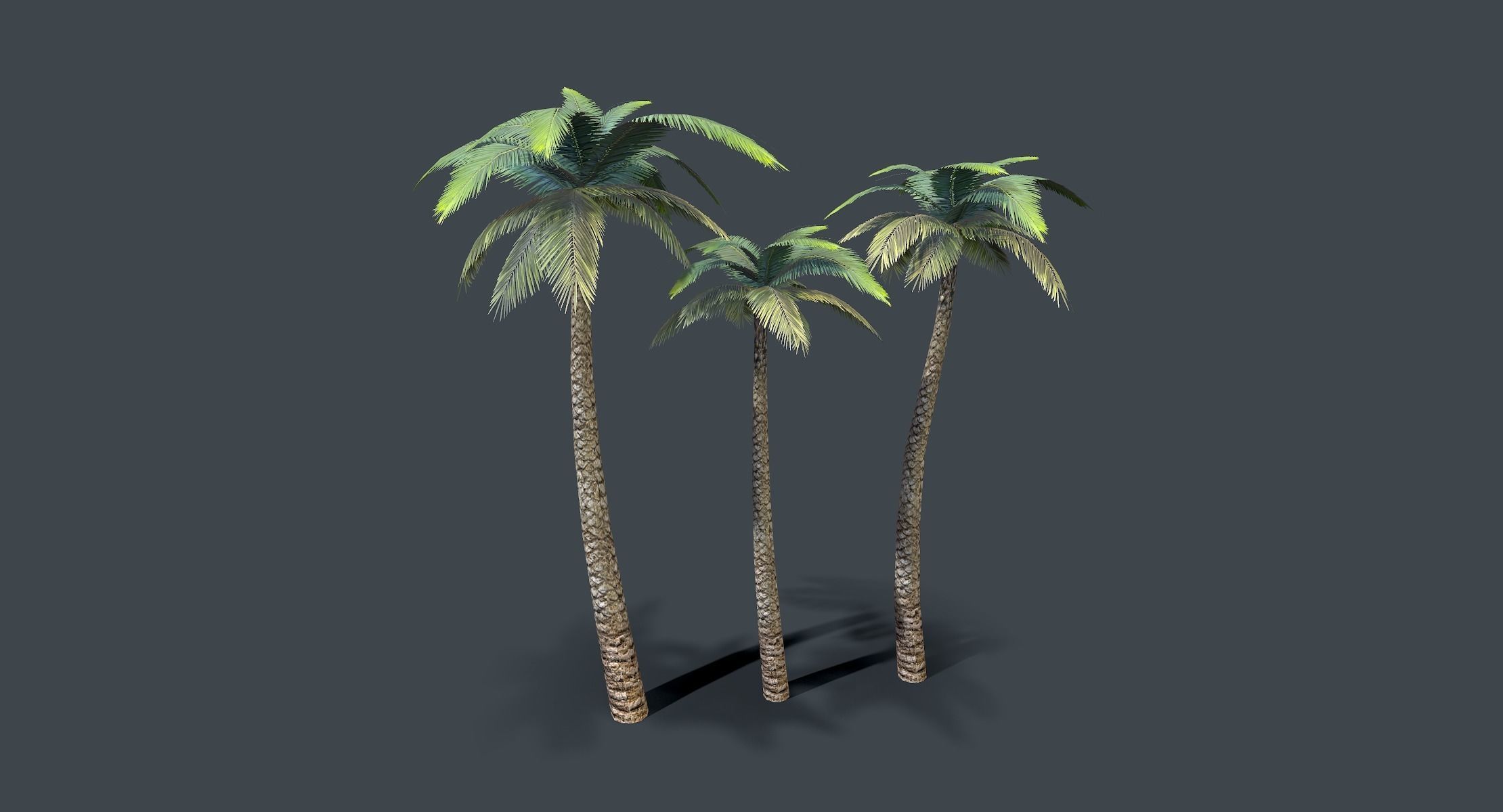Palm Tree lowpoly Low-poly 3D model_1