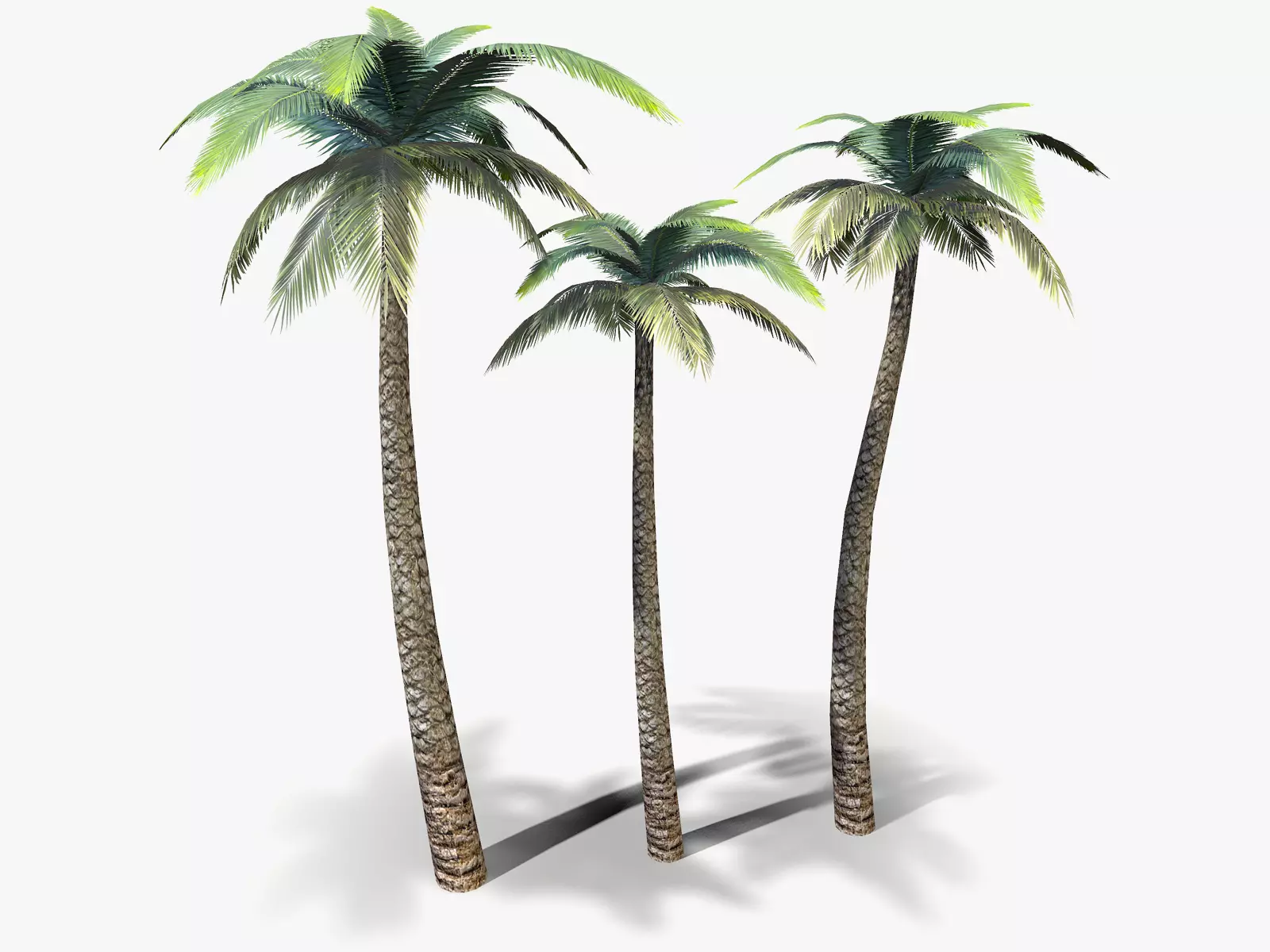 Palm Tree lowpoly Low-poly 3D model_0