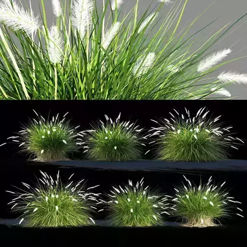 Pennisetum setaceum 3D model