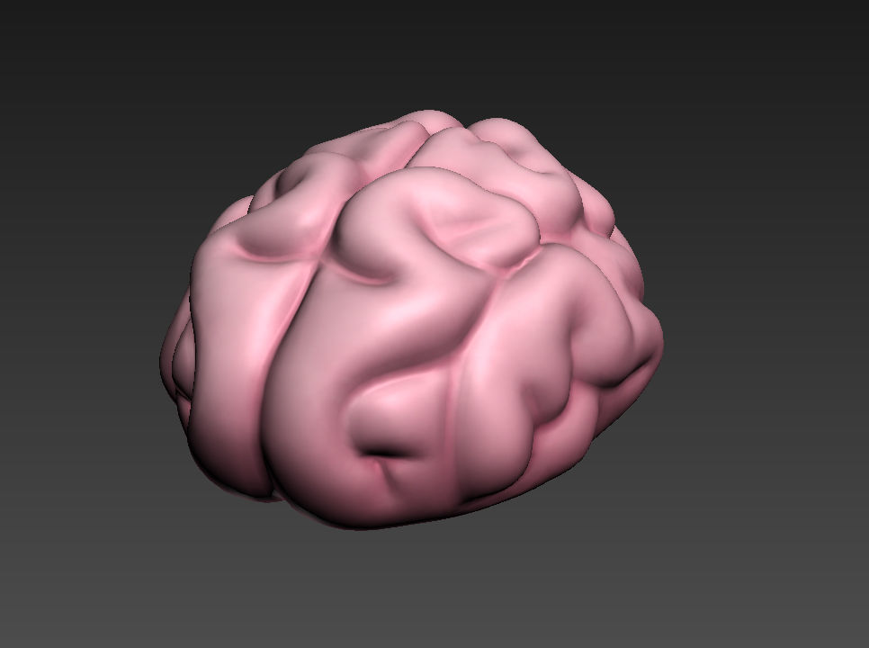 Brain human 3D model_11