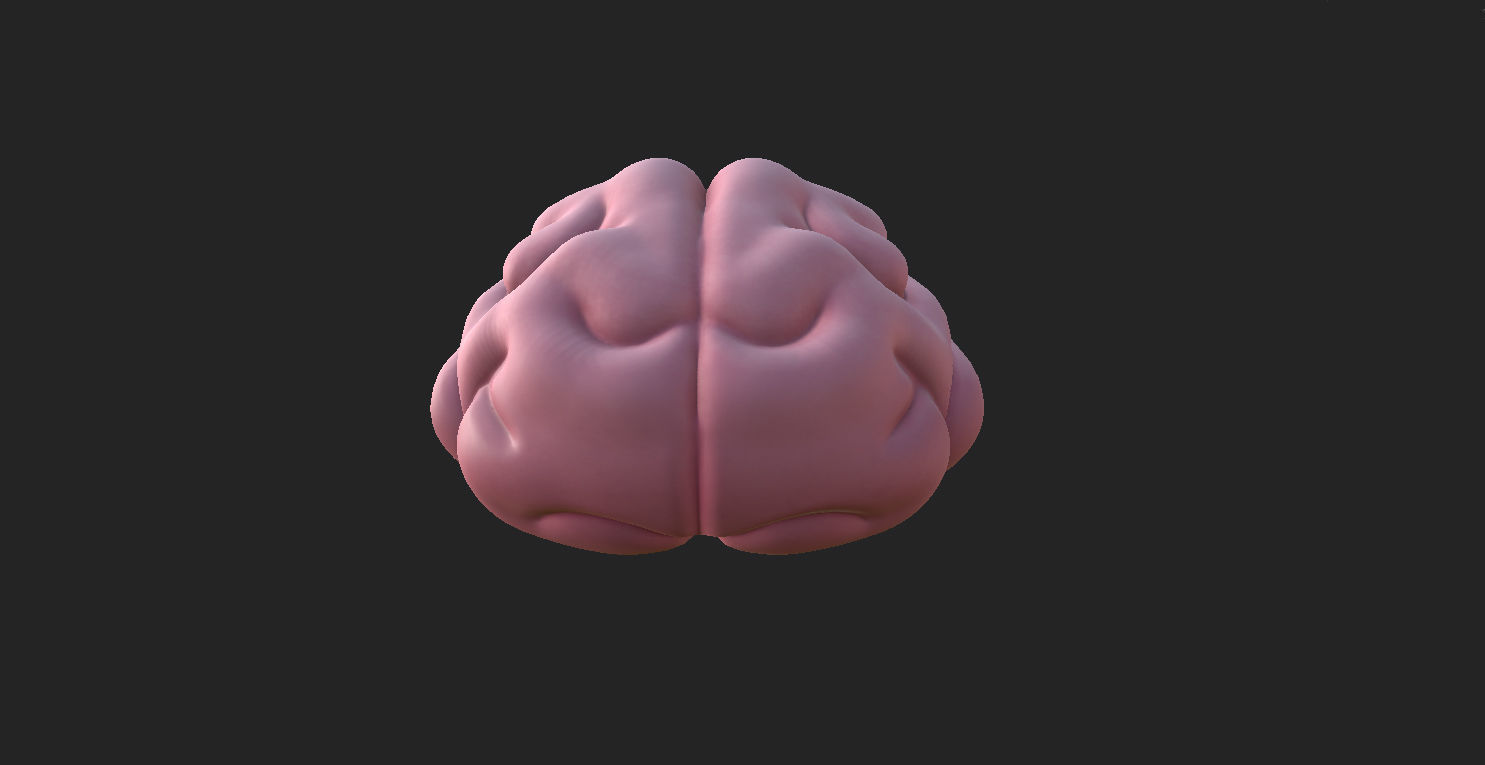Brain human 3D model_8
