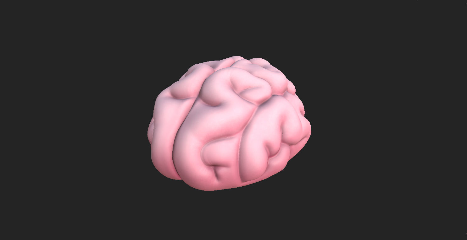 Brain human 3D model_1