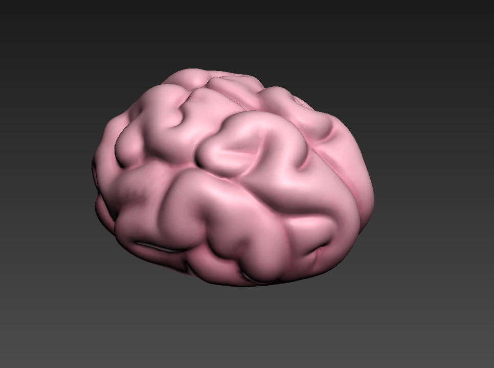 Brain human 3D model_14
