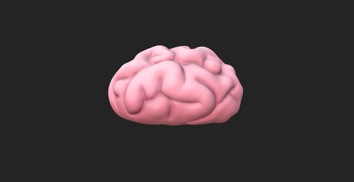 Brain human 3D model_2