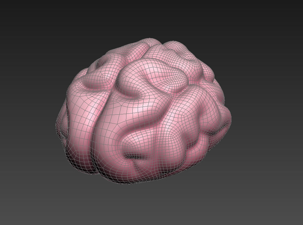 Brain human 3D model_13