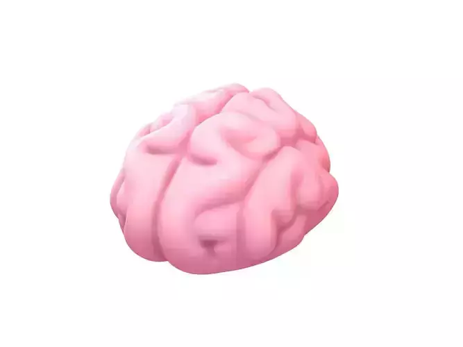 Brain human