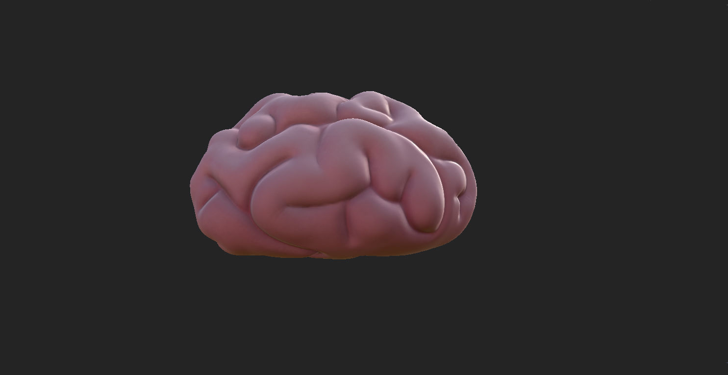 Brain human 3D model_5