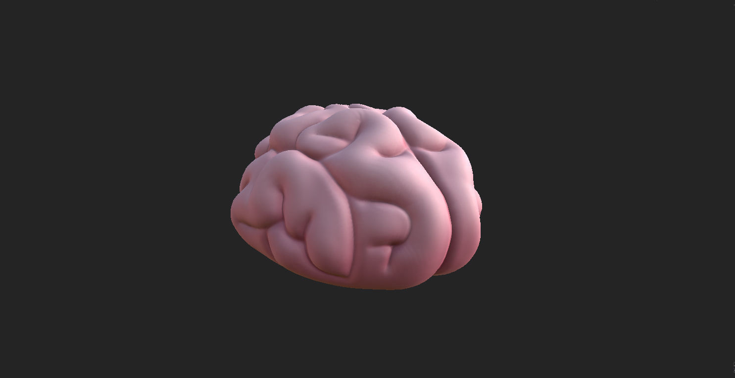 Brain human 3D model_4