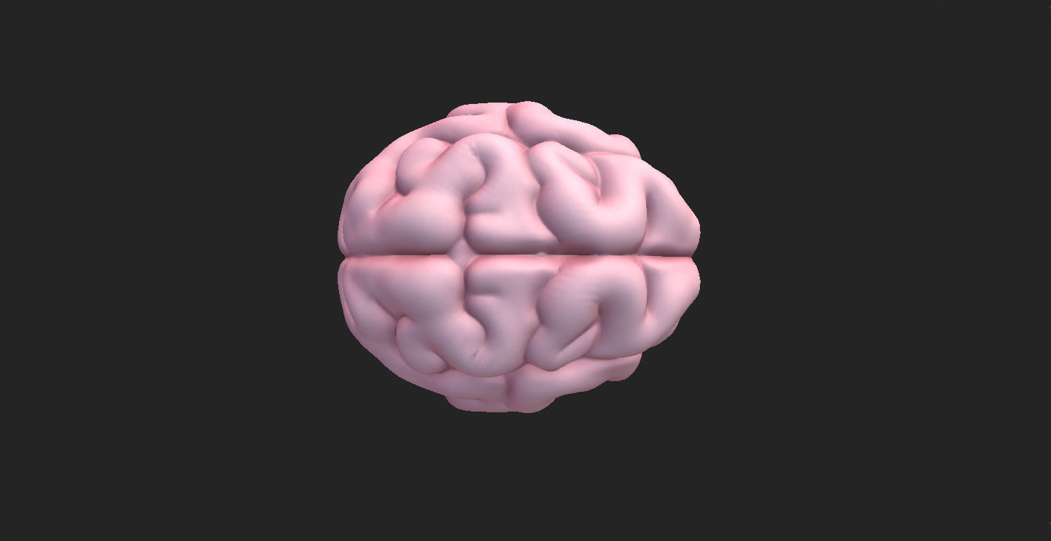 Brain human 3D model_7