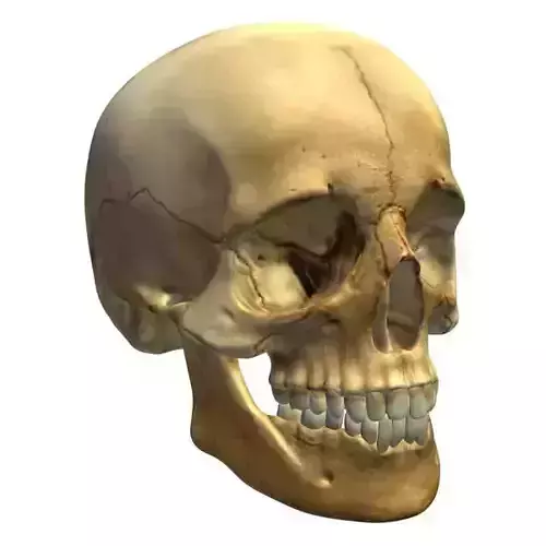 Skull V3 model 3D