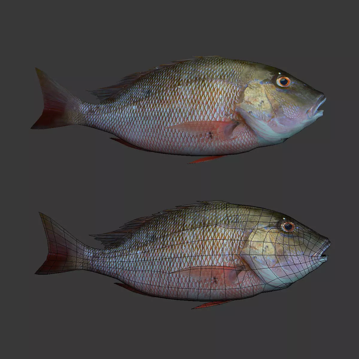 Fishs snapper fish 3D print model_0