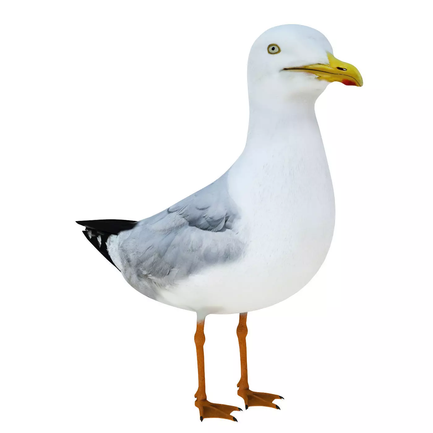 Bird Gull 3D model