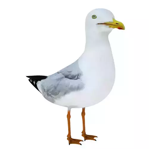 Bird Gull 3D model