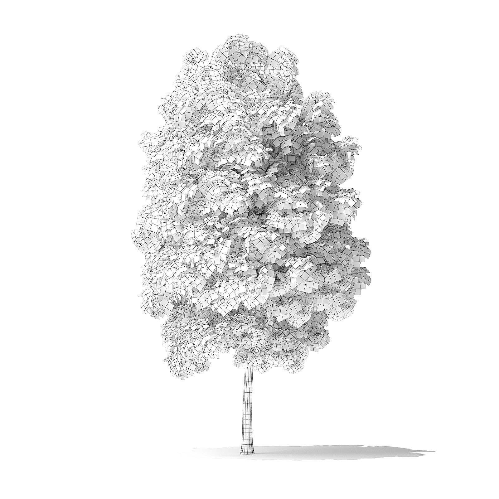 Red Alder Tree 3D Model 4m 3D model_1