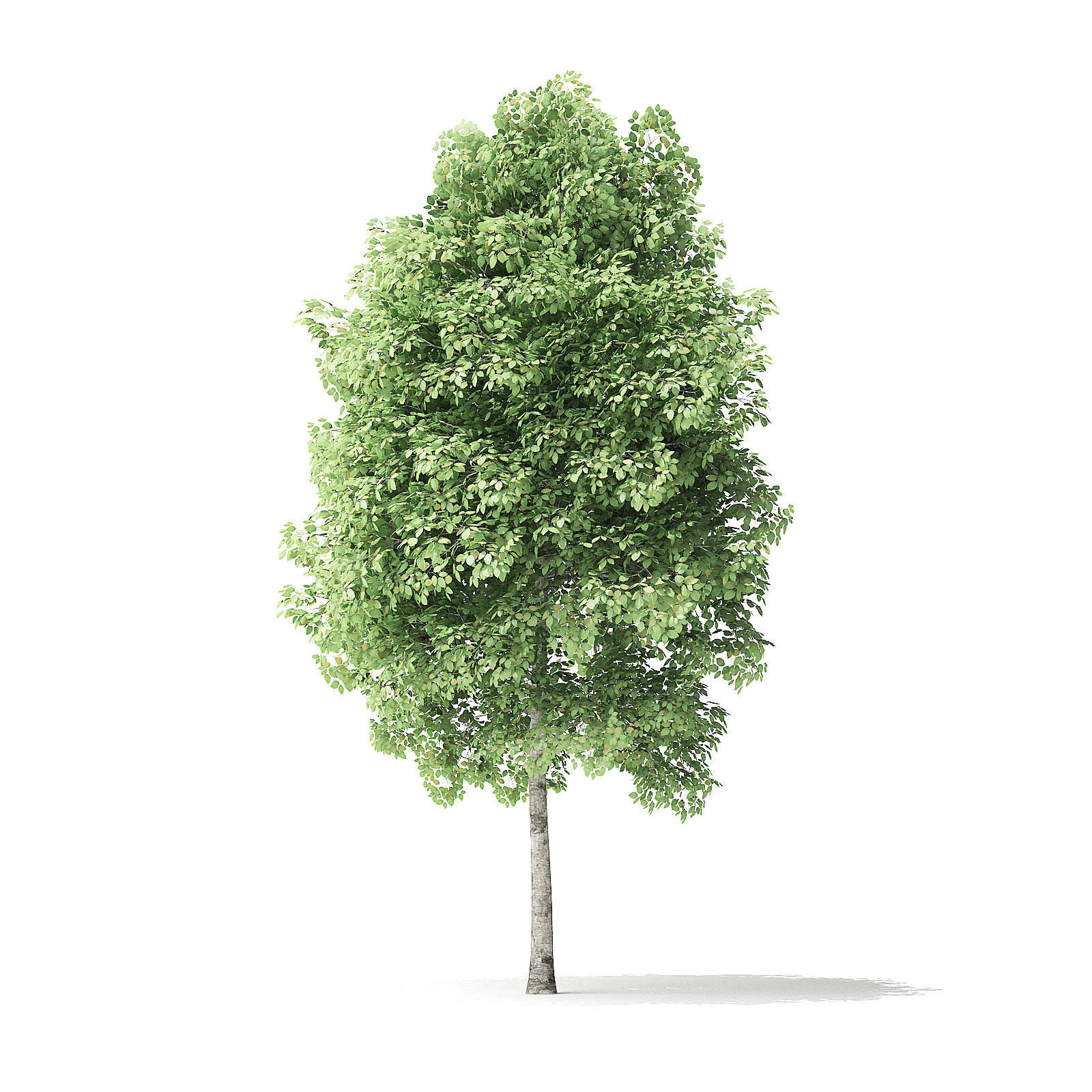 Red Alder Tree 3D Model 4m 3D model_4