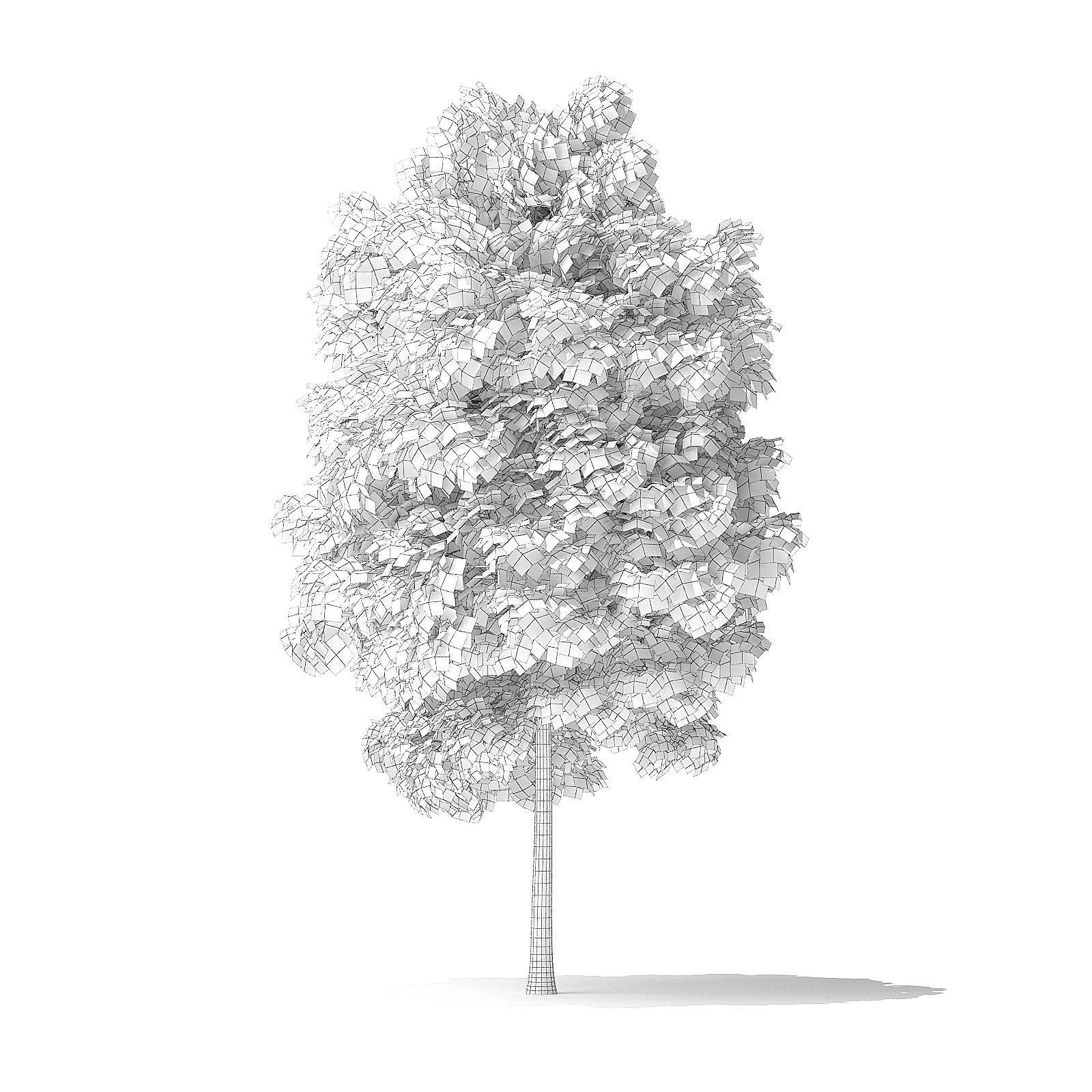 Red Alder Tree 3D Model 4m 3D model_3