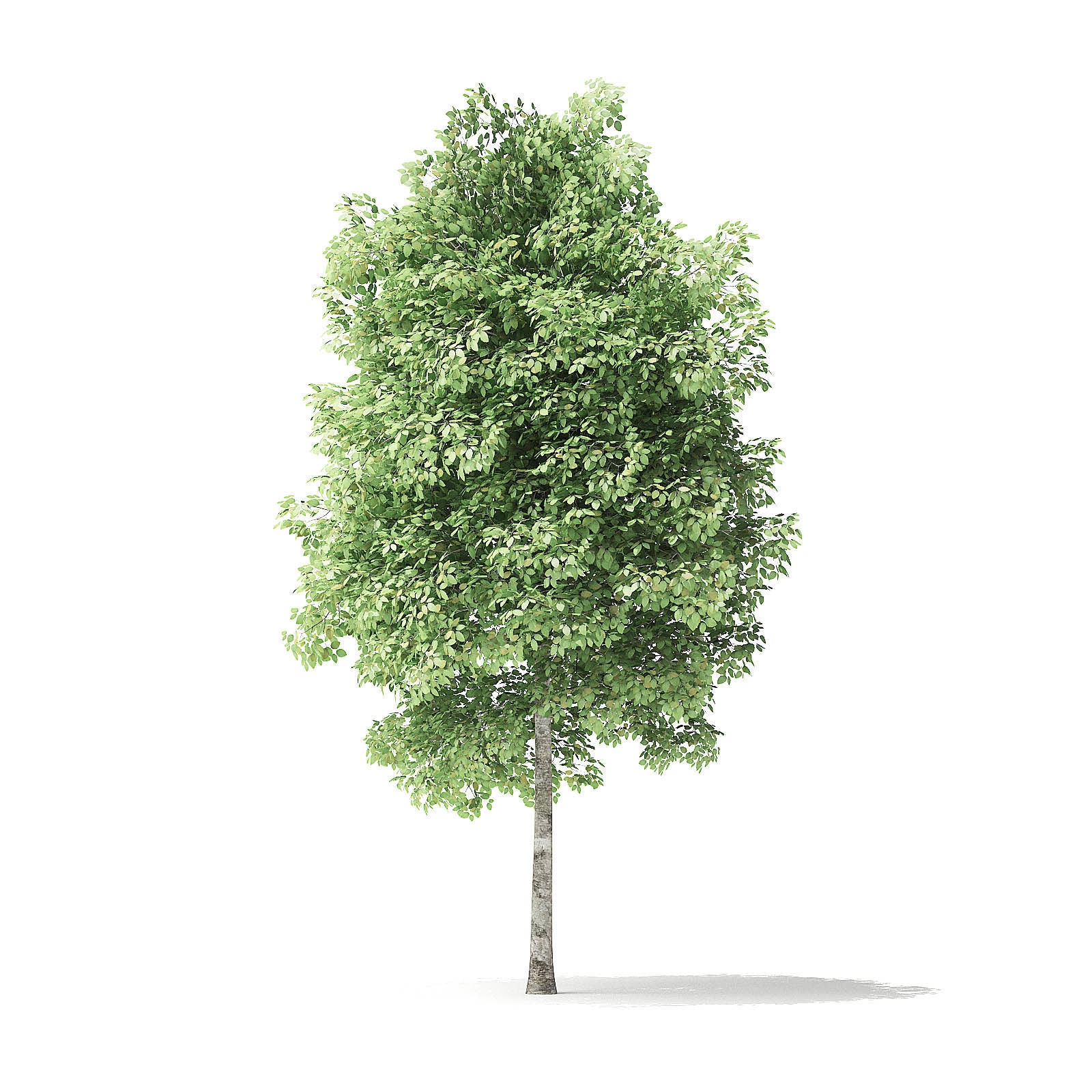 Red Alder Tree 3D Model 4m 3D model_2