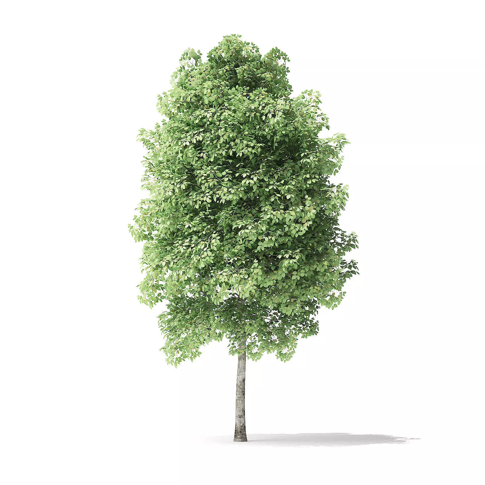 Red Alder Tree 3D Model 4m 3D model_0