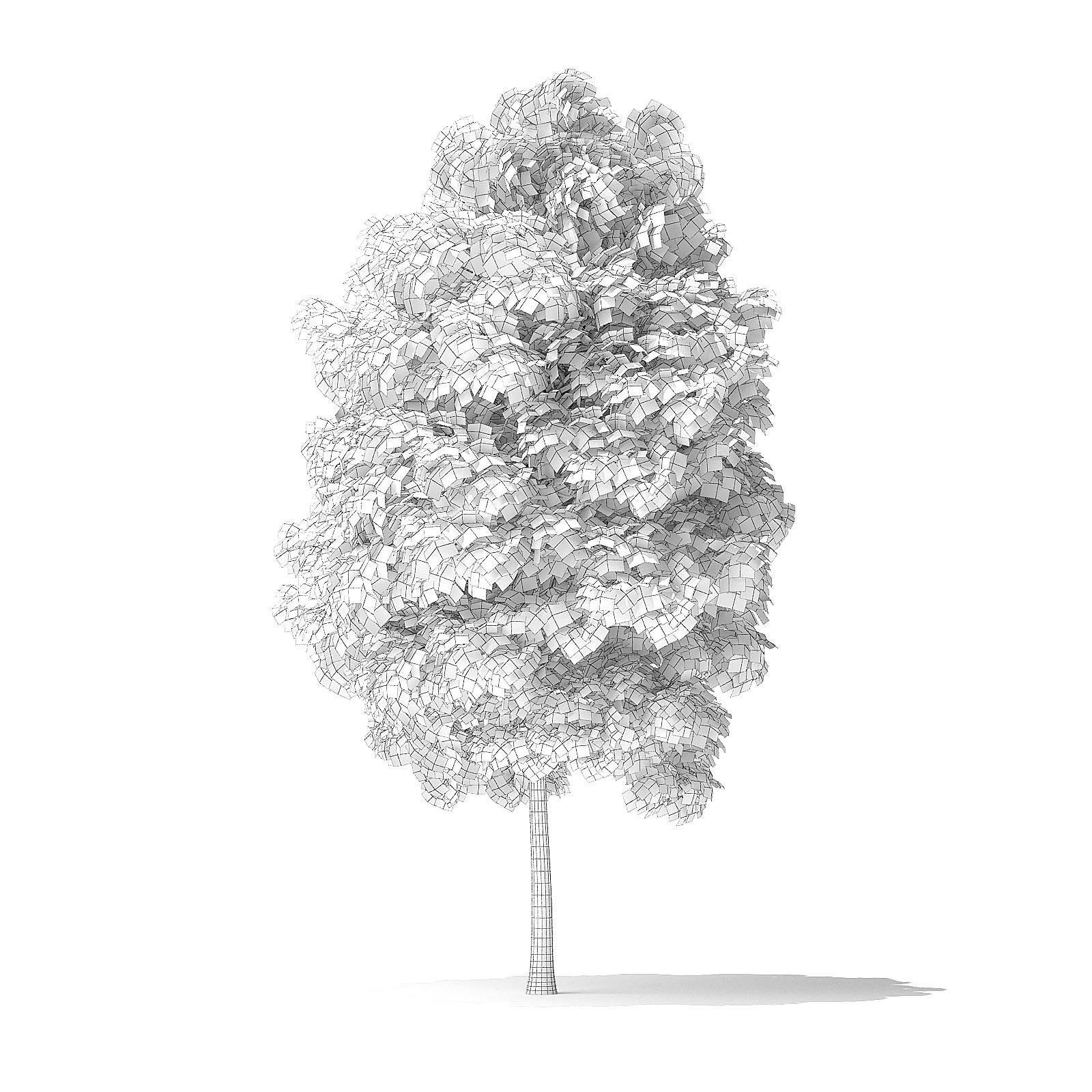 Red Alder Tree 3D Model 4m 3D model_5