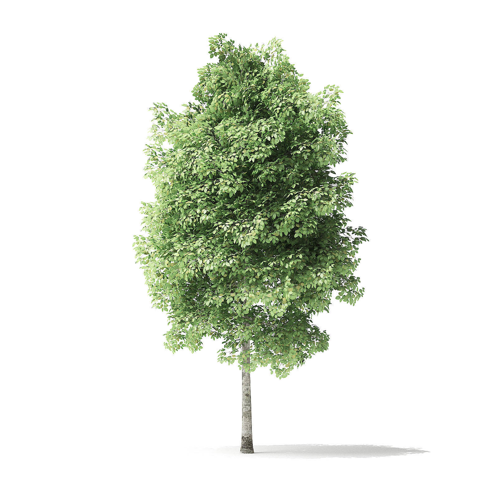Red Alder Tree 3D Model 4m 3D model_6