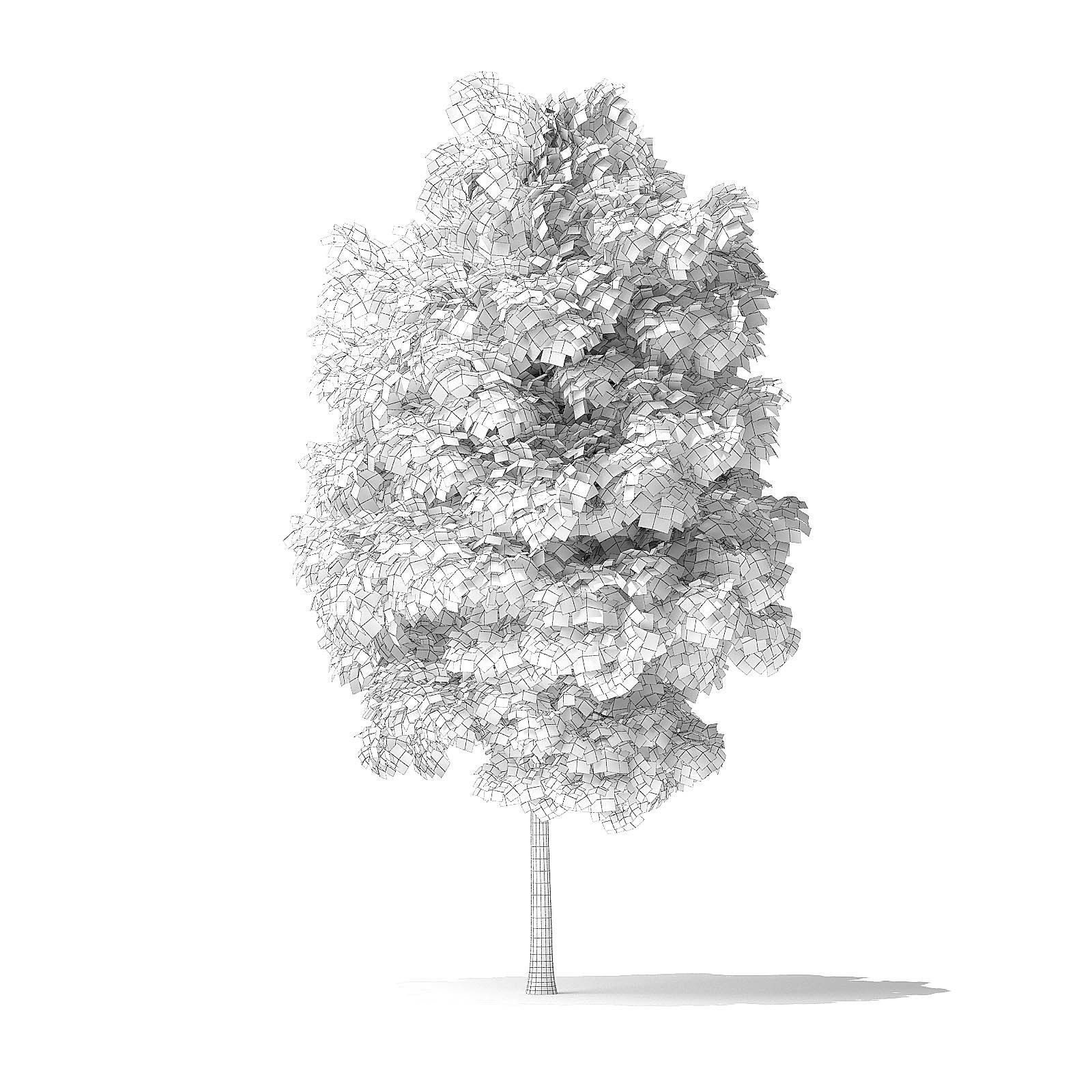 Red Alder Tree 3D Model 4m 3D model_7