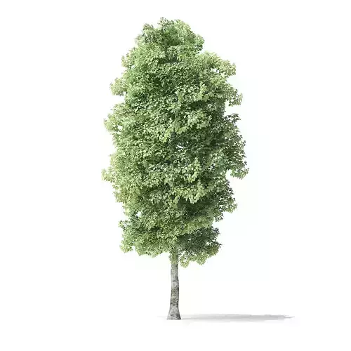 Red Alder Tree 3D Model 6m