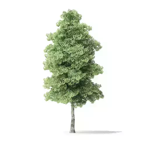 Red Alder Tree 3D Model 7m
