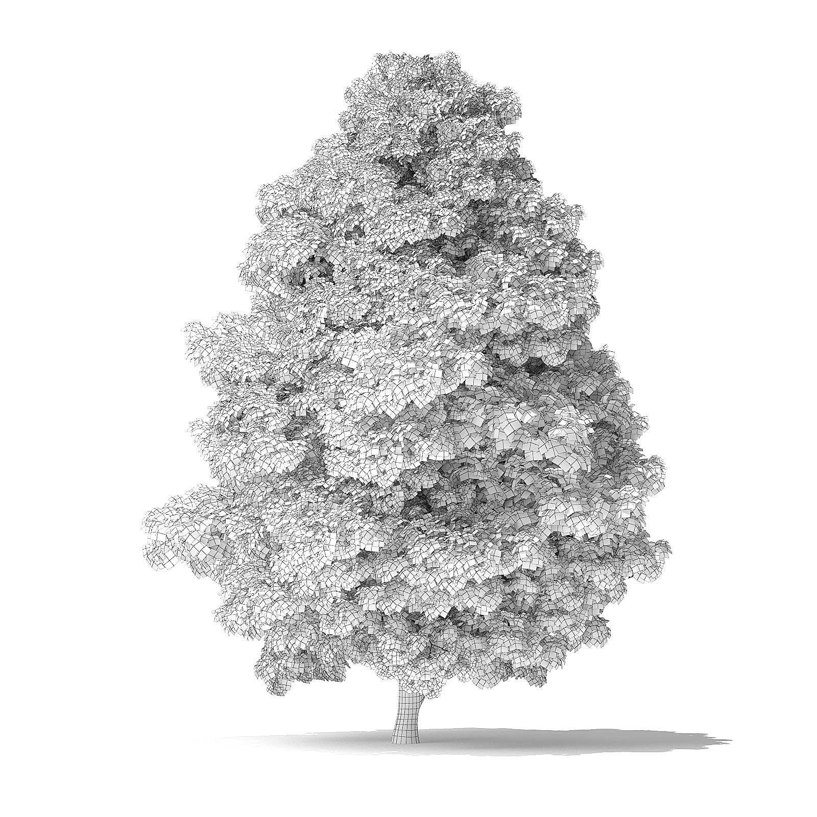 Red Alder Tree 3D Model 12 m 3D model_1