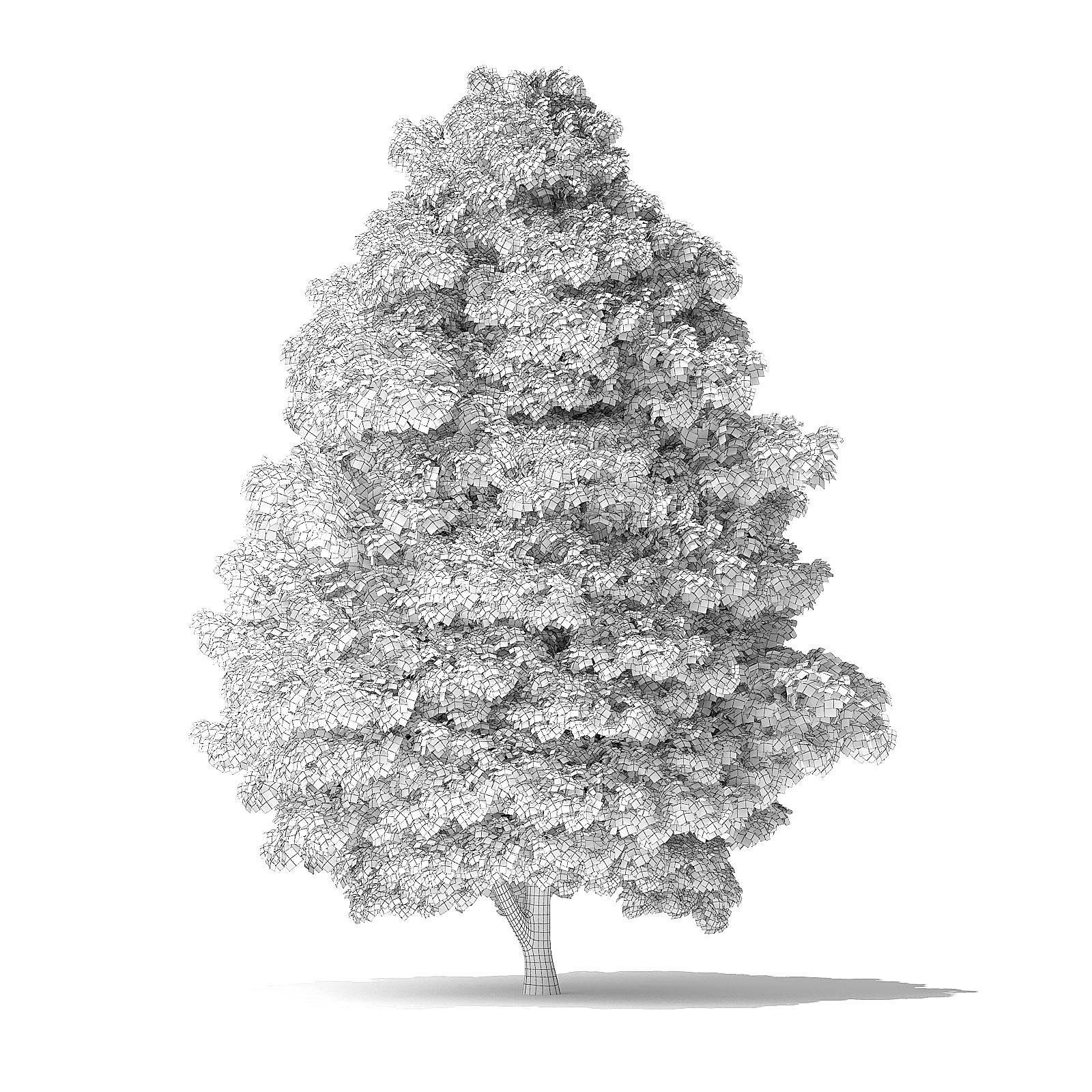 Red Alder Tree 3D Model 12 m 3D model_5