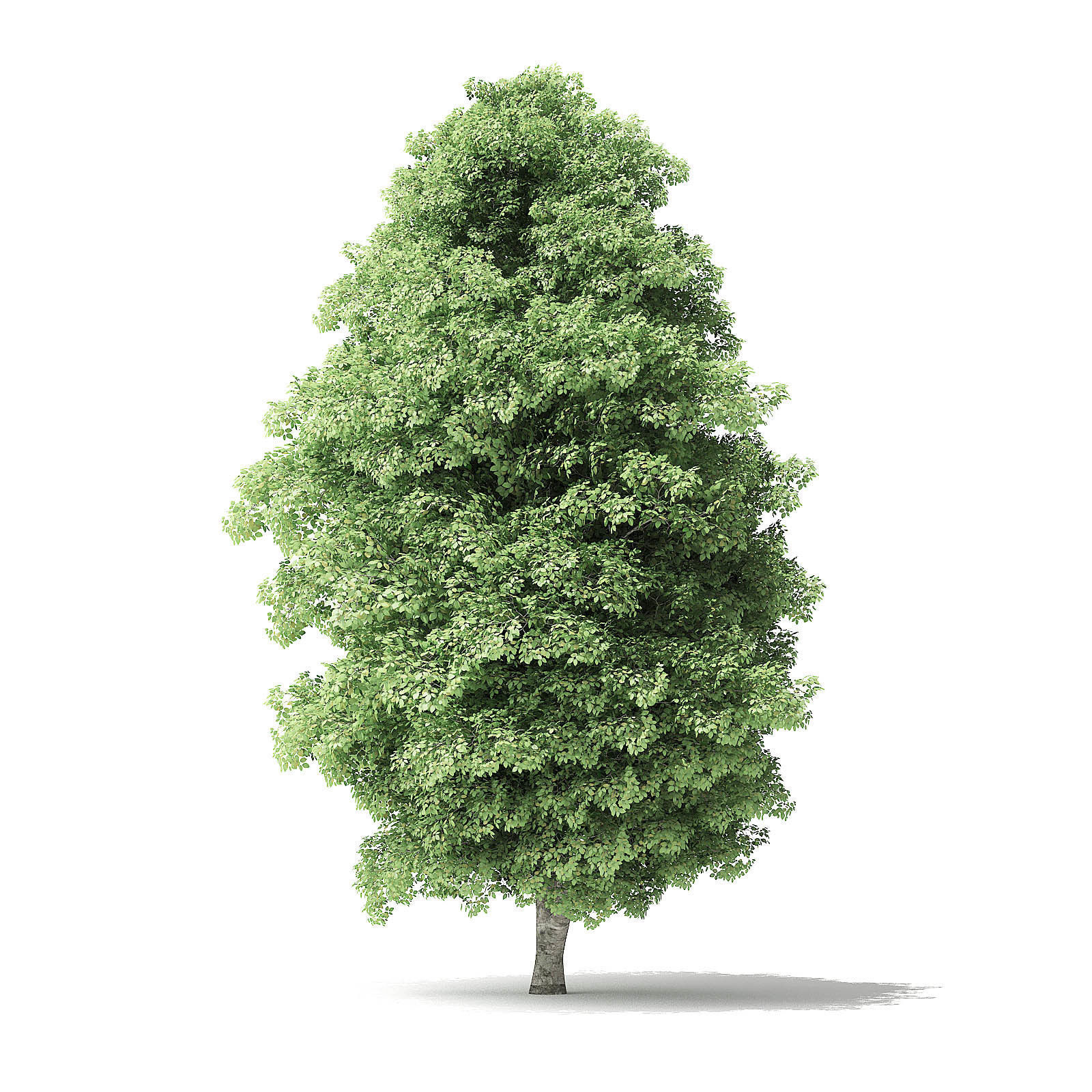 Red Alder Tree 3D Model 12 m 3D model_2