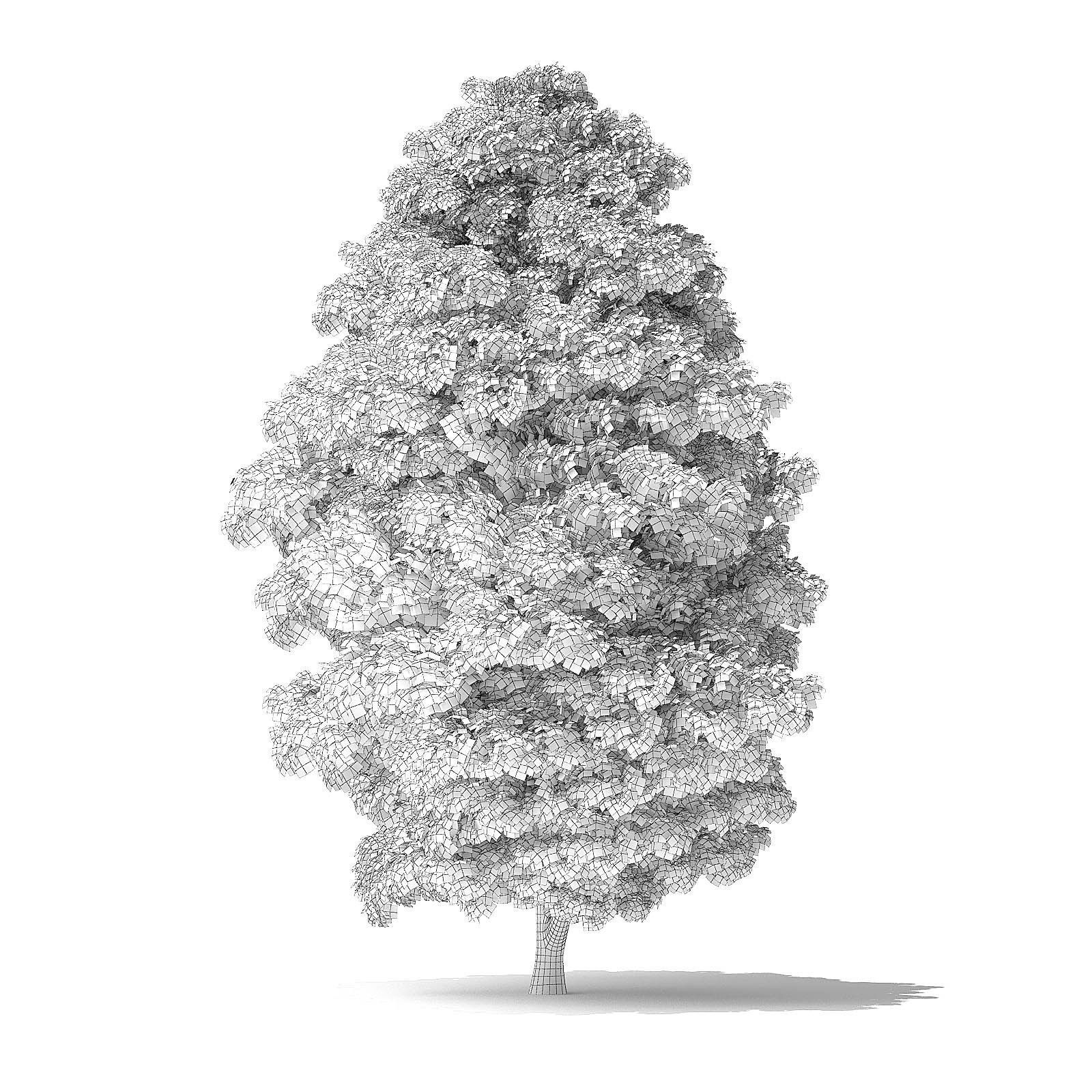 Red Alder Tree 3D Model 12 m 3D model_3